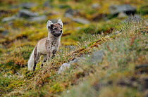Arctic fox (Alopex lagopus) stalking prey, Svalbard, Norway