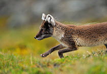 Arctic fox (Alopex lagopus) running profile, Svalbard, Norway