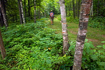Hiker on the Silver Trail / North Country Trail in Jay Cook State Park. Minnesota, USA, August 2011 Model released
