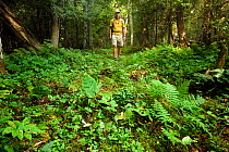 Hiker on the Kab-Ash Trail in Voyageurs National Park. Minnesota, USA, August 2011 Model released