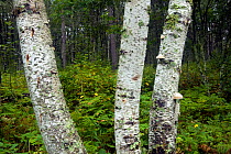 Birch tree (Betula sp) along the Old Logging Trail in Lake Bemidji State Park. Minnesota, USA, August