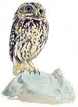 Illustration of Little Owl (Athene noctua) native to Europe and Asia. Pencil and watercolor painting.
