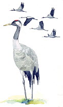 Illustration of Common Crane (Grus grus) native to Europe and Asia, pencil and watercolor painting