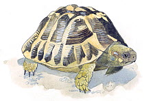 Illustration of Hermann's Tortoise (Testudo hermanni), native to Southern Europe, Near Threatened species. Pencil and watercolor painting.