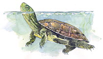 Illustration of Mediterranean Turtle (Mauremys leprosa) native to Mediterranean, from North western Africa to Iberia, Pencil and watercolor painting.