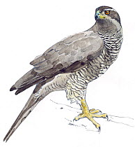 Illustration of Northern Goshawk (Accipiter gentilis) native to Eurasia and North America. Pencil and watercolor painting.