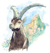 Illustration of Iberian Wild Goat (Capra pyrenaica hispanica), endemic to Spain. Pencil and watercolor painting.