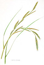 Illustration of cordgrass (Spartina versicolor). Pencil and watercolor painting.