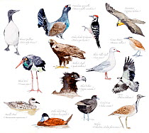 Illustration of threatened species of birds of Spain. Iberian Guillemot (Uria aalge ibericus), Cantabrian capercallie (Tetrao urogallus cantabricus), White backed woodpecker (Dendrocopos leucotos), Be...