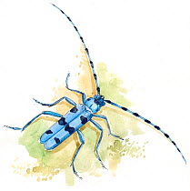Illustration of Rosalia Longicorn (Rosalia alpina), vulnerable species, native to Europe. Pencil and watercolor painting.