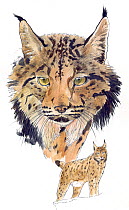 Illustration of Iberian Lynx (Lynx pardinus) head and full body, endangered species. Native to Spain. Pencil and watercolor painting.