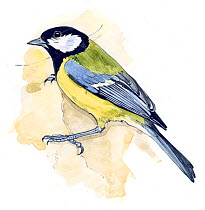 Illustration of Great Tit (Parus major), native to Eurasia. Pencil and watercolor painting.