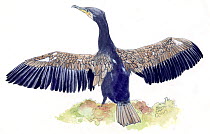 Illustration of Great Cormorant (Phalacrocorax carbo) with wings out stretched. Pencil and watercolor painting.