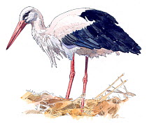 Illustration of White Stork (Ciconia ciconia), native to Eurasia and Africa. Pencil and watercolor painting.