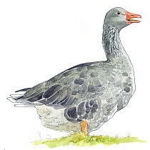 Illustration of Greylag Goose (Anser anser). Pencil and watercolor painting.