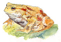 Illustration of Common Toad (Bufo bufo). Pencil and watercolor painting.