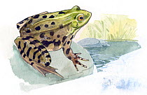 Illustration of Perez's Frog (Pelophylax perezi). Pencil and watercolor painting.
