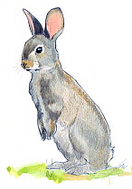 Illustration of European rabbit (Oryctolagus cuniculus). Pencil and watercolor painting.