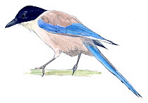 Illustration of Azure-winged Magpie (Cyanopica cyanus). Pencil and watercolor painting.