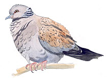 Illustration of European Turtle-dove (Streptopelia turtur). Pencil and watercolor painting.