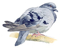 Illustration of Rock Pigeon (Columba livia). Pencil and watercolor painting.