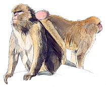 Illustration of Barbary Ape (Macaca sylvanus). Pencil and watercolor painting.