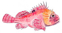 Illustration of Red Scorpionfish (Scorpaena scrofa). Pencil and watercolor painting.