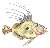 Illustration of John Dory (Zeus faber). Pencil and watercolor painting.