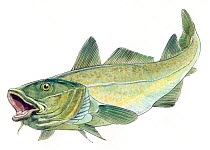 Illustration of Atlantic Cod (Gadus morhua). Pencil and watercolor painting.