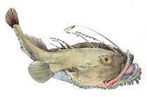 Illustration of Anglerfish (Lophius Piscatorius). Pencil and watercolor painting.