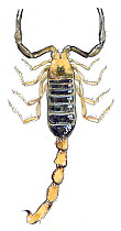 Illustration of Common Yellow Scorpion (Buthus occitanus), Pencil and watercolor painting.
