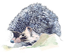 Illustration of European hedgehog (Erinaceus europaeus). Pencil and watercolor painting.