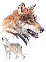 Illustration of Iberian Wolf (Canis lupus signatus). Near Threatened. Pencil and watercolor painting.