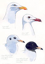 Illustration of seagulls. Caspian Gull (Larus cachinans), Audouinas Gull (Larus audouinii), Common Black-headed Gull (Chroicocephalus ridibundus). Pencil, watercolor and pastel illustration