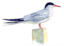 Illustration of Common Tern (Sterna hirundo). Pencil and watercolor painting.