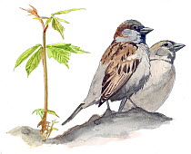 Illustration of House Sparrow (Passer domesticus) pair. Pencil and watercolor painting.