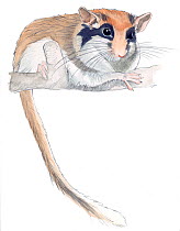 Illustration of Garden Dormouse (Eliomys quercinus). Pencil and watercolor painting.