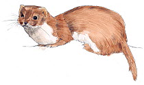 Illustration of Weasel (Mustela nivalis). Pencil and watercolor painting.