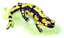 Illustration of Common Fire Salamander (Salamandra salamandra). Pencil and watercolor painting.