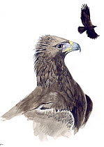 Illustration of Golden Eagle (Aquila chrysaetos). Pencil and watercolor painting.