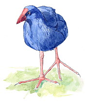 Illustration of Purple Gallinule (Porphyrio porphyrio). Pencil and watercolor painting.