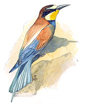 Illustration of European Bee-eater (Merops apiaster). Pencil and watercolor painting.