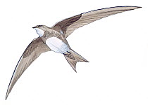Illustration of Alpine Swift (Tachymarptis melba) in flight. Pencil and watercolor painting.