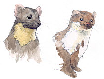Illustration of Pine marten (Martes martes) on left and Beech Marten (Martes foina) on right. Pencil and watercolor painting.