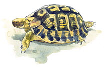 Illustration of Hermann's Tortoise (Testudo hermanni), near Threatened species. Pencil and watercolor painting.