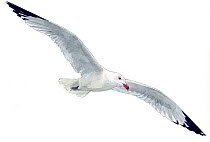 Illustration of Audouin's Gull (Larus audouinii). Near Threatened species. Pencil and watercolor painting.