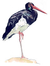 Illustration of Black Stork (Ciconia nigra). Pencil and watercolor painting.