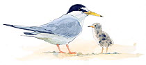 Illustration of Little Tern (Sternula albifrons) with chick. Pencil and watercolor painting.
