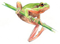 Illustration of Mediterranean Tree Frog (Hyla meridionalis). Pencil and watercolor painting.
