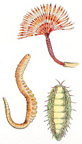 Illustration of different Polychaetes worms. Pencil and watercolor painting.